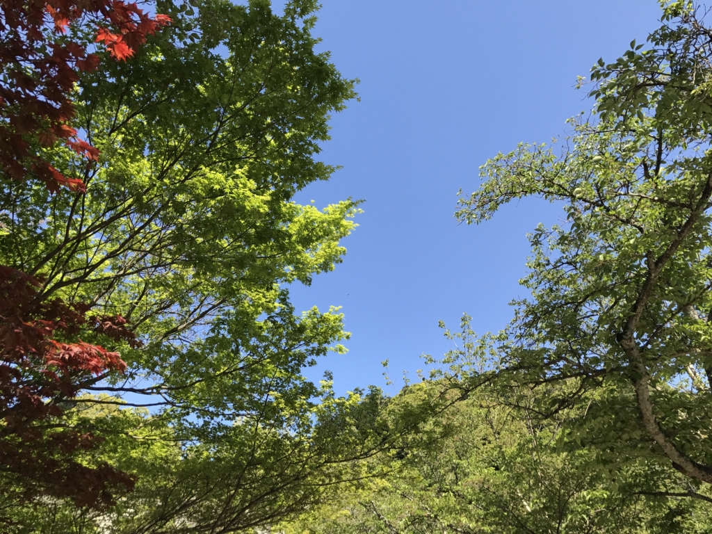 f:id:cedar1218:20170430225218j:plain