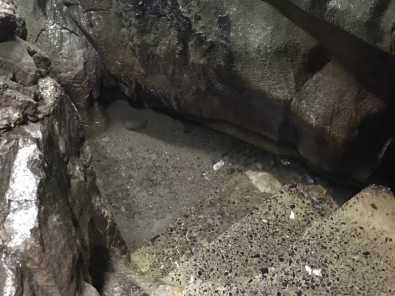 f:id:cedar1218:20171021233146j:plain