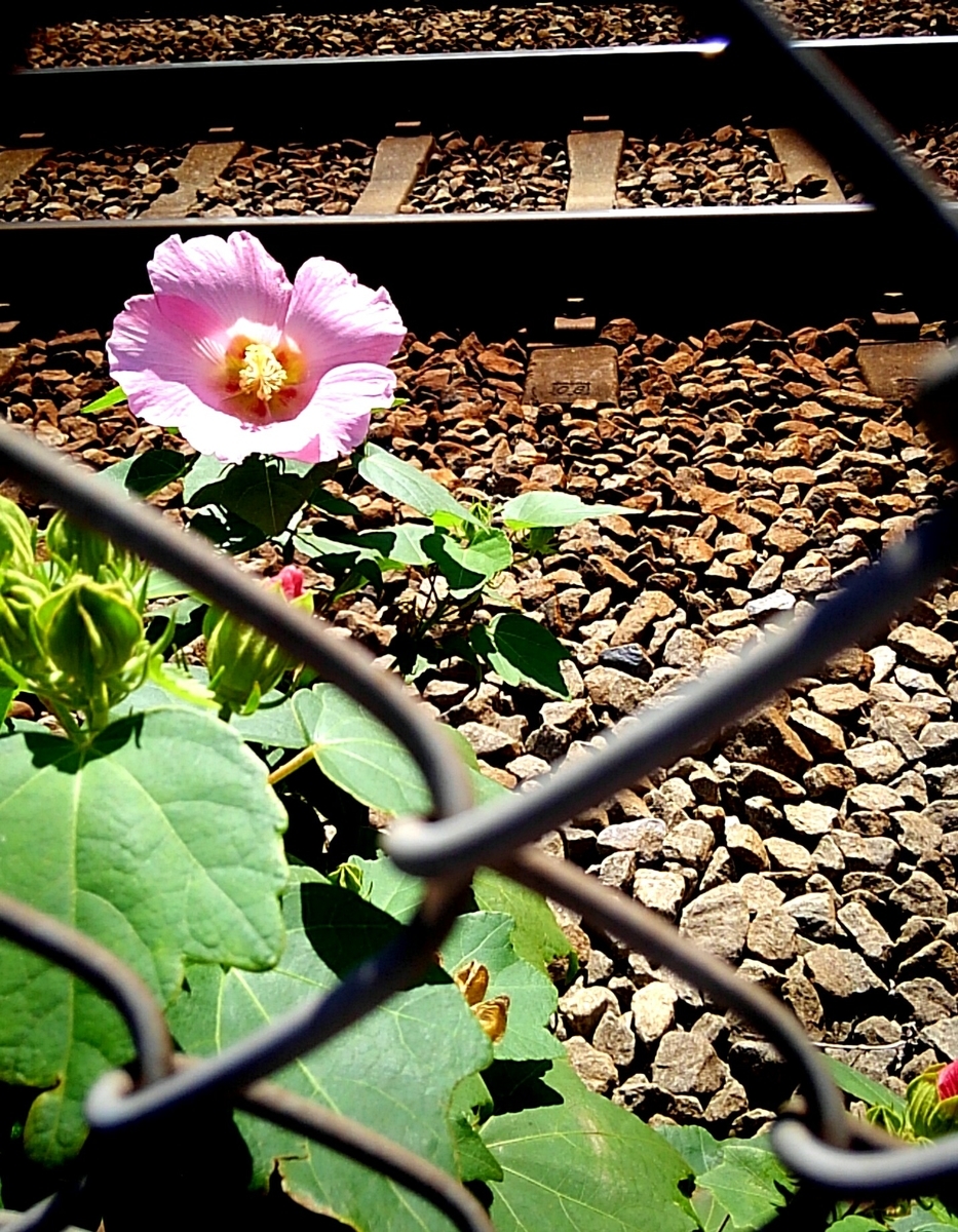 f:id:ceee5195ceee:20201105205912j:plain f:id:ceee5195ceee:20201105205912j:plain