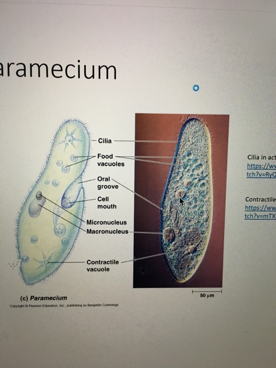 f:id:cellmembrane:20200721204621j:plain f:id:cellmembrane:20200721204621j:plain
