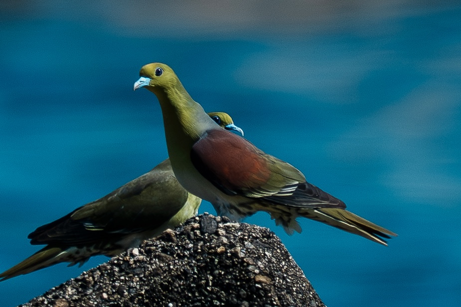 アオバト - 徒然なる野鳥のままに悠々散歩