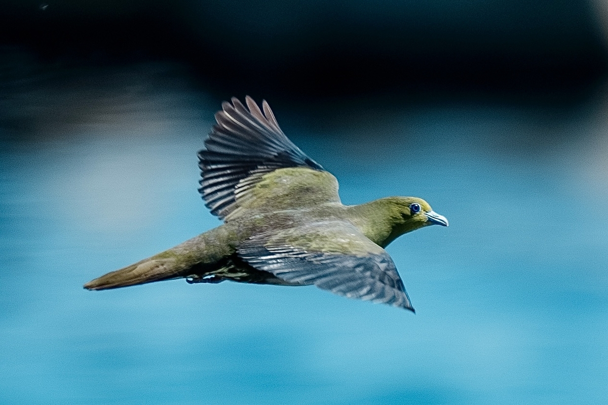アオバトの飛翔 - 徒然なる野鳥のままに悠々散歩