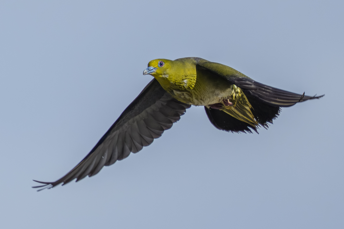 アオバトの飛翔 - 徒然なる野鳥のままに悠々散歩