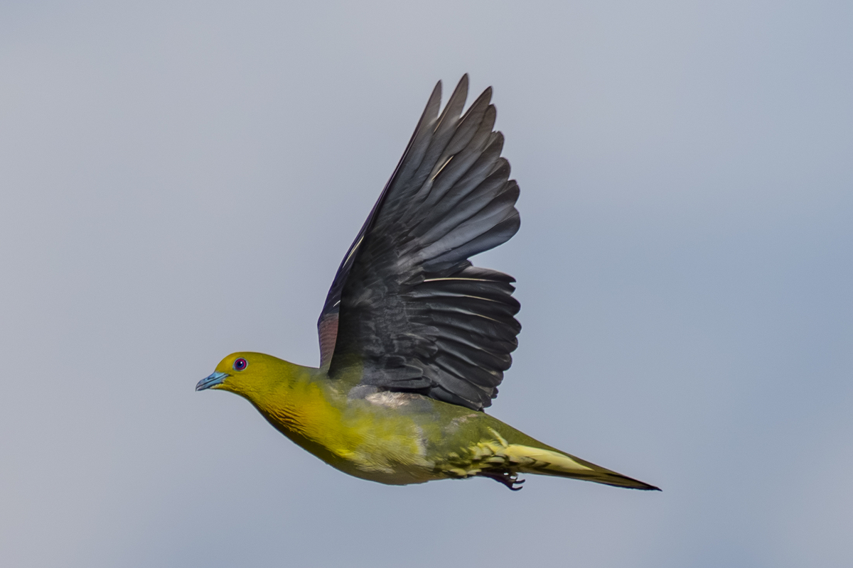 アオバトの飛翔(2) - 徒然なる野鳥のままに悠々散歩