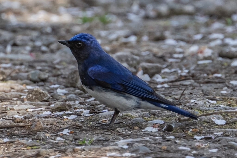 幸せの青い鳥 オオルリ - 徒然なる野鳥のままに悠々散歩