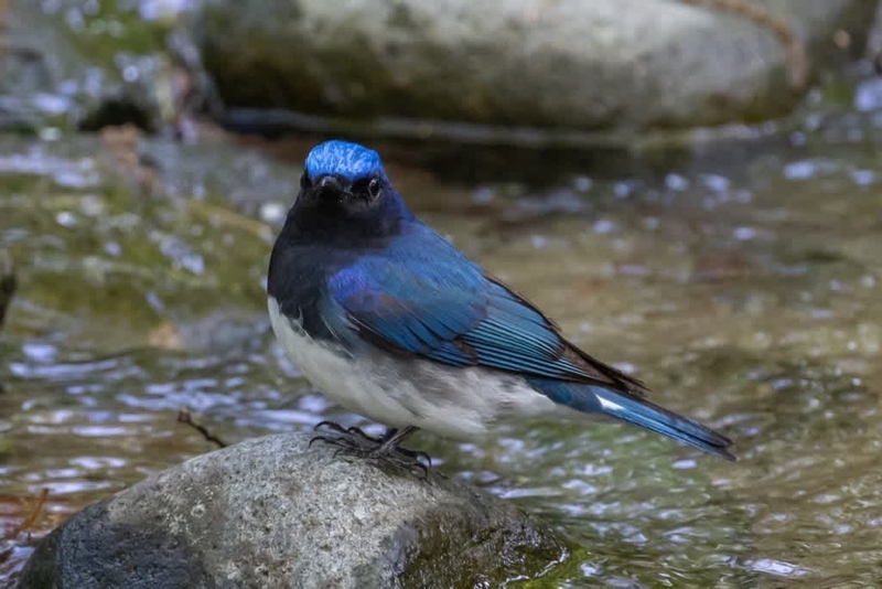 幸せの青い鳥 オオルリ（1） - 徒然なる野鳥のままに悠々散歩