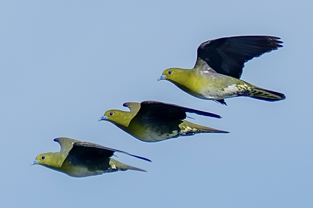 アオバトの群れ - 徒然なる野鳥のままに悠々散歩