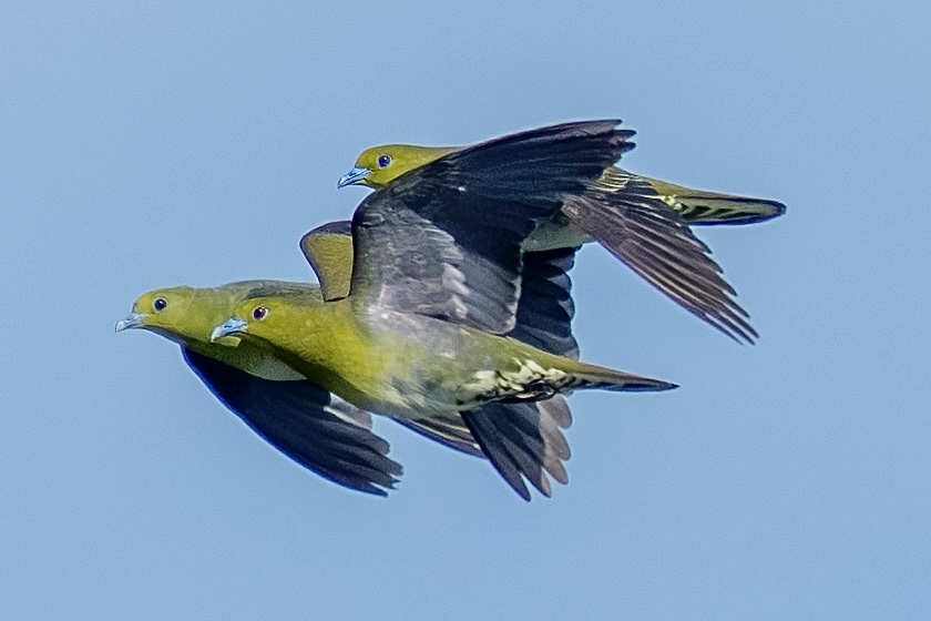 アオバトの群れ - 徒然なる野鳥のままに悠々散歩