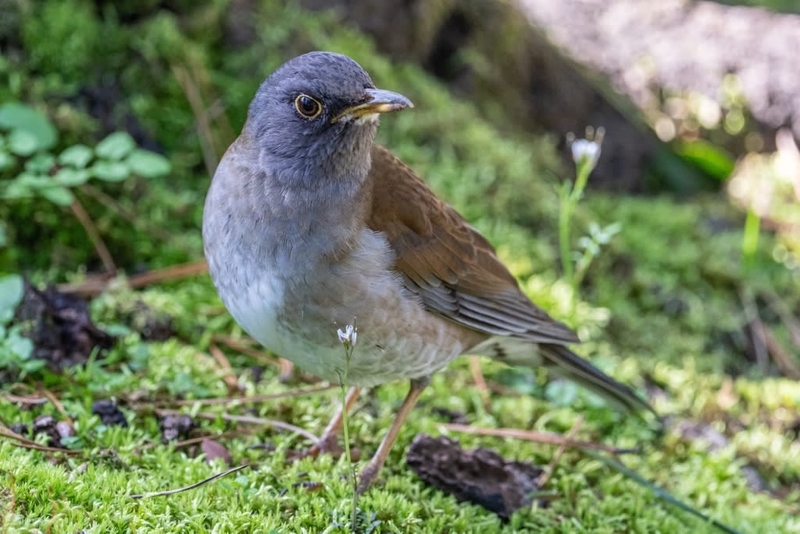 地上て採餌しているシロハラ - 徒然なる野鳥のままに悠々散歩