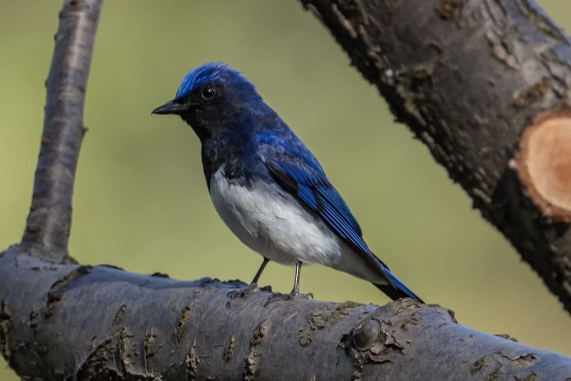 幸せの青い鳥 オオルリ - 徒然なる野鳥のままに悠々散歩