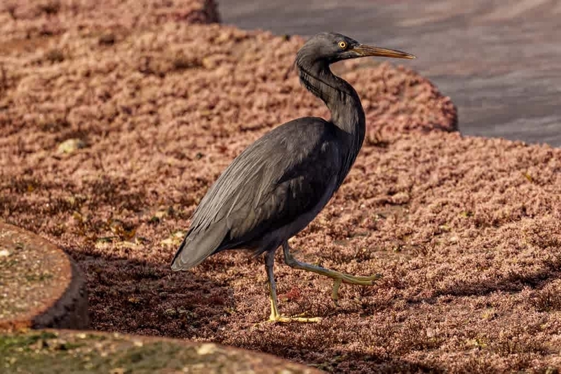 クロサギ（2） - 徒然なる野鳥のままに悠々散歩
