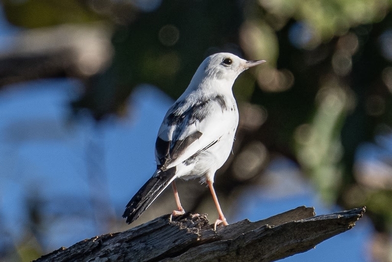 セグロセキレイの白変種 - 徒然なる野鳥のままに悠々散歩