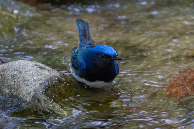 幸せの青い鳥 オオルリ（1） - 徒然なる野鳥のままに悠々散歩