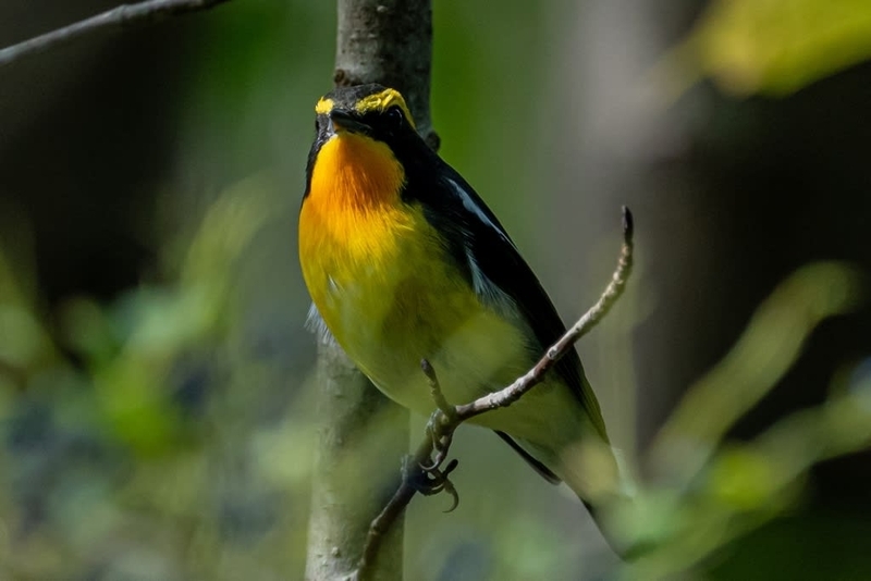 キビタキのオス - 徒然なる野鳥のままに悠々散歩