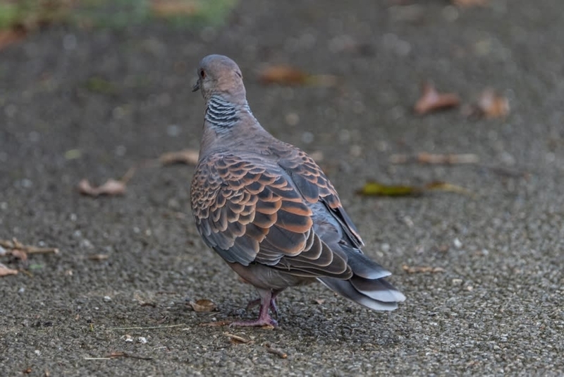 キジバトは身近なハト - 徒然なる野鳥のままに悠々散歩