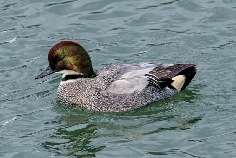 ヨシガモ(6) - 徒然なる野鳥のままに悠々散歩