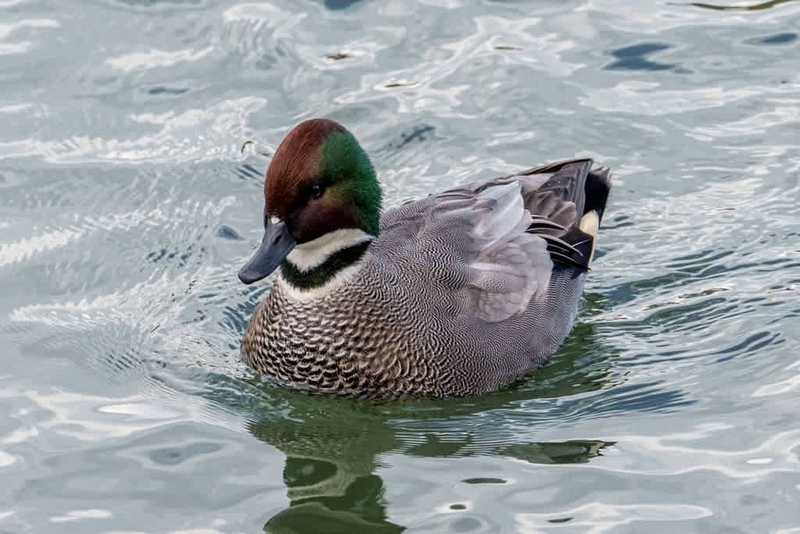 ヨシガモ(6) - 徒然なる野鳥のままに悠々散歩