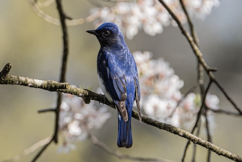 幸せの青い鳥 オオルリ - 徒然なる野鳥のままに悠々散歩