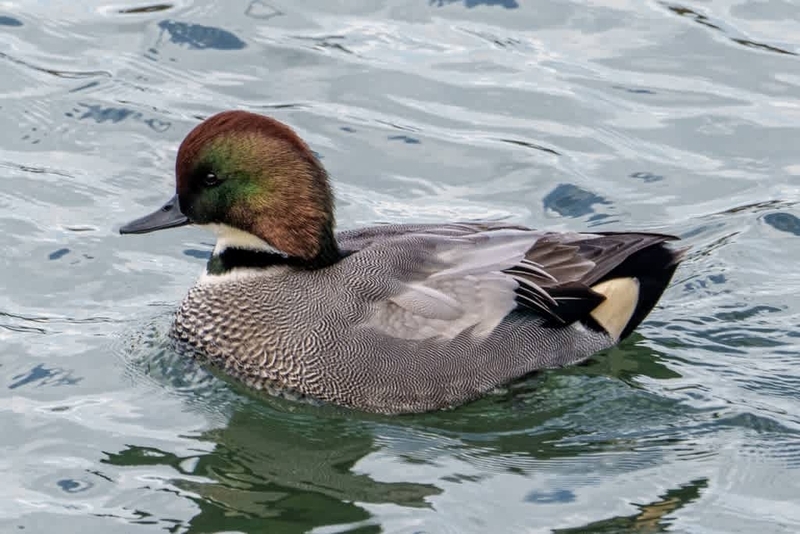 ヨシガモ(6) - 徒然なる野鳥のままに悠々散歩