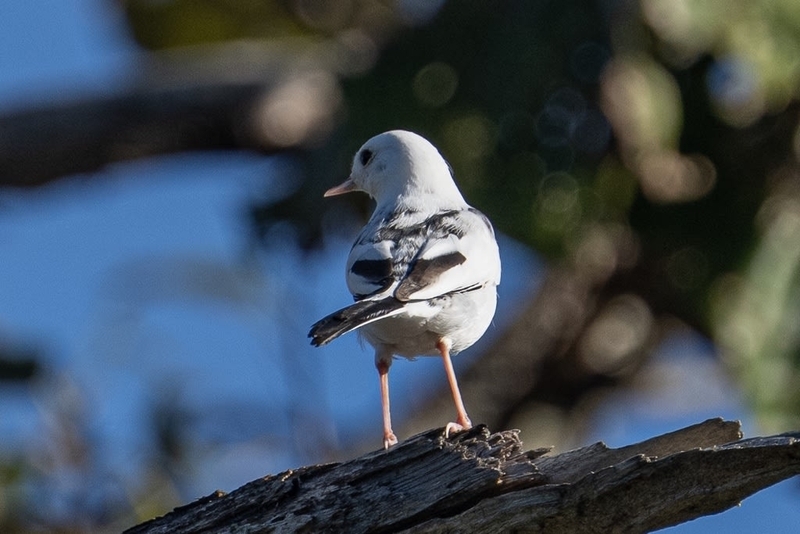 セグロセキレイの白変種 - 徒然なる野鳥のままに悠々散歩