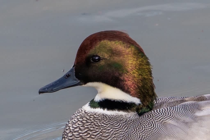 ヨシガモ(4) - 徒然なる野鳥のままに悠々散歩
