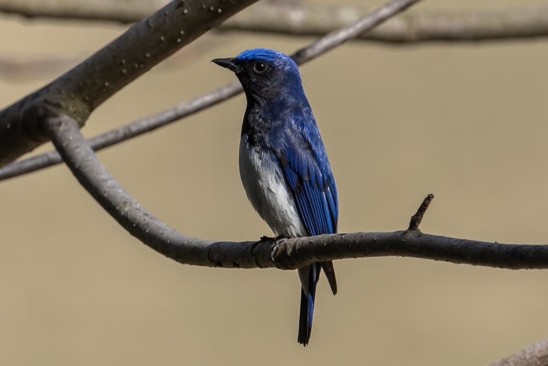 幸せの青い鳥 オオルリ - 徒然なる野鳥のままに悠々散歩