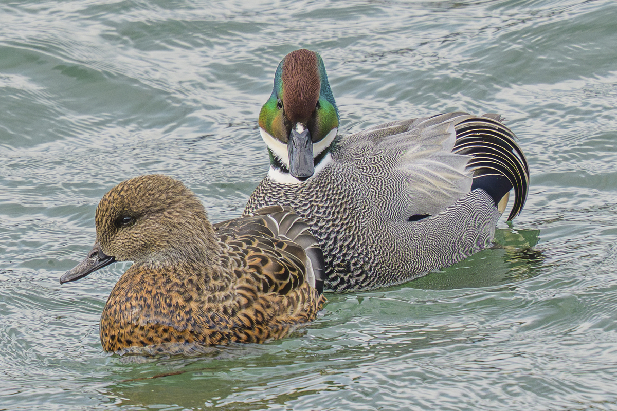 ヨシガモ - 徒然なる野鳥のままに悠々散歩