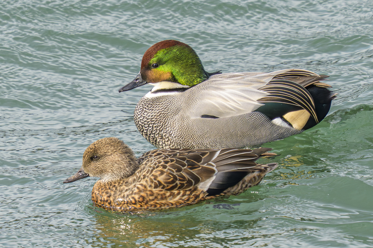 ヨシガモ - 徒然なる野鳥のままに悠々散歩