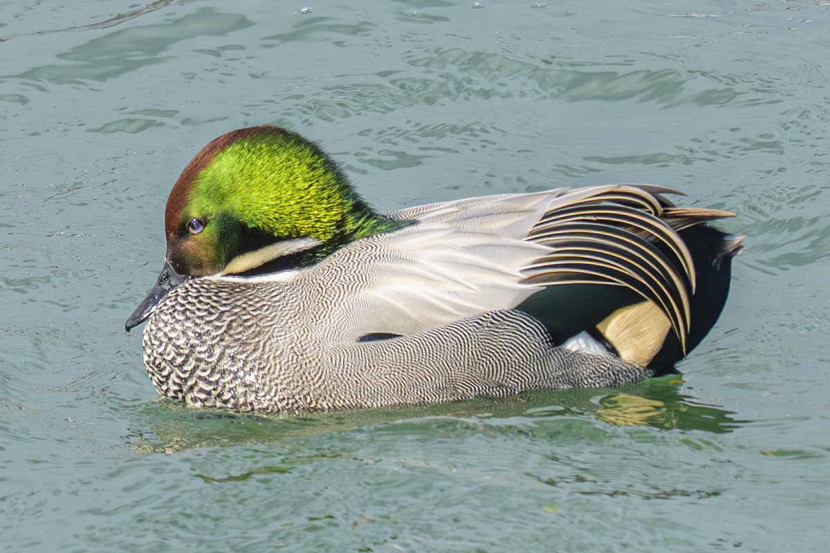 ヨシガモ - 徒然なる野鳥のままに悠々散歩