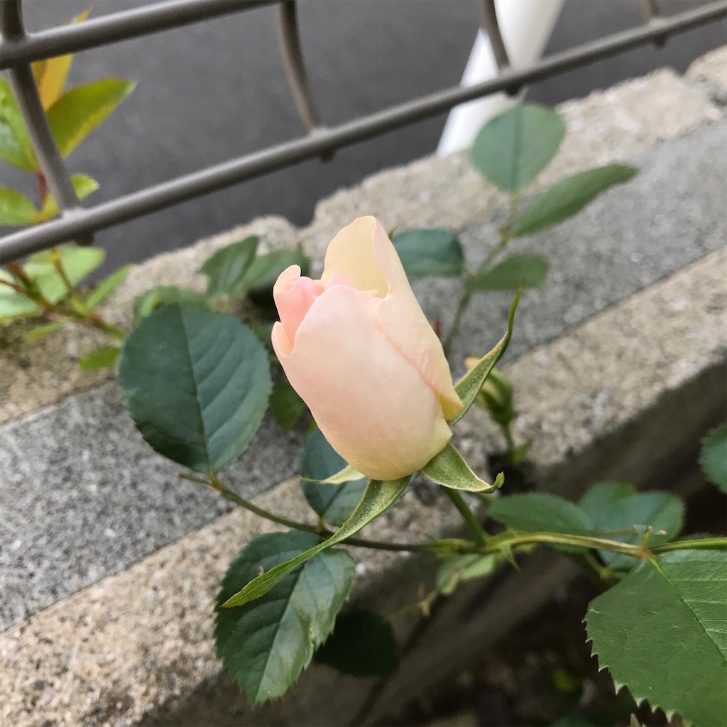 チェロと音楽と日々のこと チェロと音楽と日々のこと