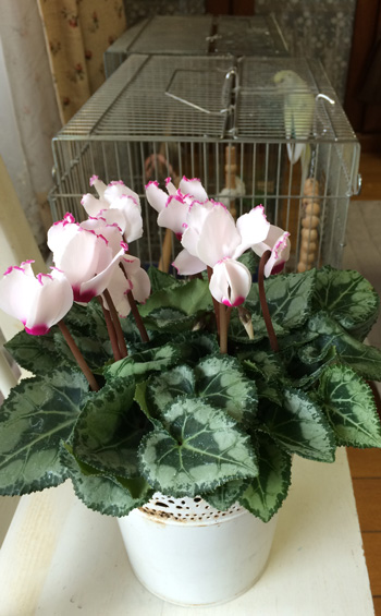 f:id:cellolife:20181209150548j:plain