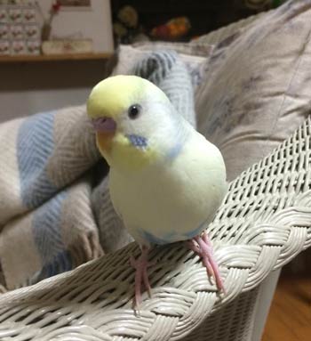 f:id:cellolife:20190528203953j:plain f:id:cellolife:20190528203953j:plain