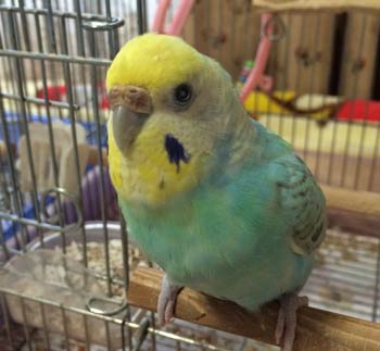 f:id:cellolife:20190528204041j:plain f:id:cellolife:20190528204041j:plain