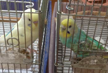 f:id:cellolife:20190528204304j:plain f:id:cellolife:20190528204304j:plain