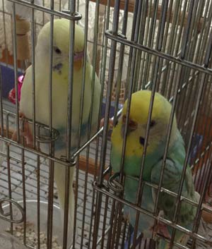 f:id:cellolife:20190528204324j:plain f:id:cellolife:20190528204324j:plain