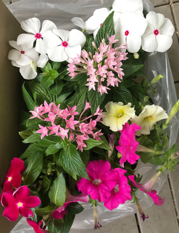 f:id:cellolife:20190614222816j:plain