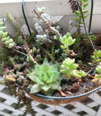 f:id:cellolife:20190826203759j:plain