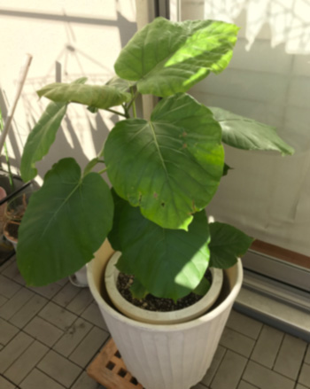 f:id:cellolife:20191024201714j:plain