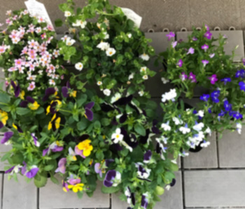 f:id:cellolife:20191029234412j:plain f:id:cellolife:20191029234412j:plain