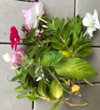 f:id:cellolife:20191029234544j:plain f:id:cellolife:20191029234544j:plain