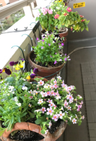 f:id:cellolife:20191029234605j:plain f:id:cellolife:20191029234605j:plain