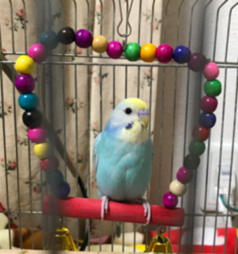 f:id:cellolife:20200119224418j:plain