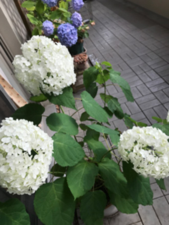 f:id:cellolife:20200607152150j:plain