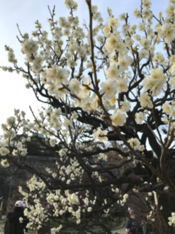 f:id:cellolife:20210220231248j:plain