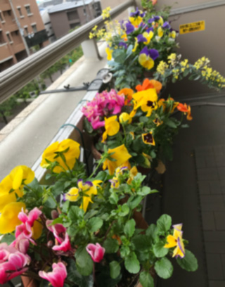 f:id:cellolife:20210503115542j:plain