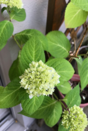 f:id:cellolife:20210509145458j:plain