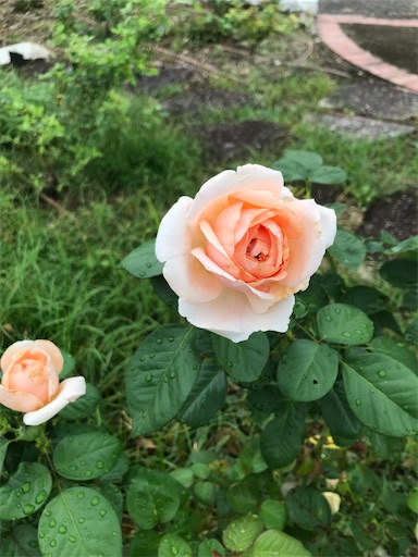 f:id:cellolife:20211001212211j:image