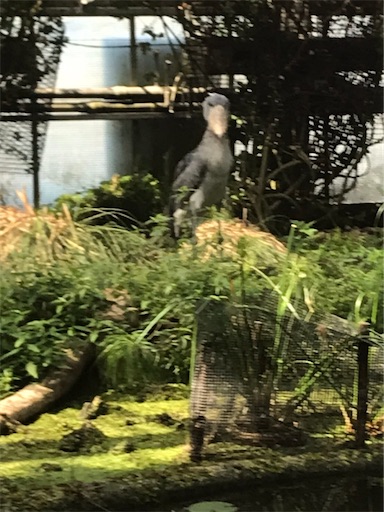 f:id:cellolife:20211024205737j:image