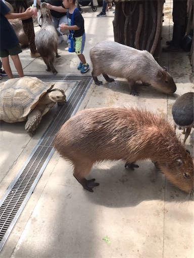 f:id:cellolife:20211024205815j:image