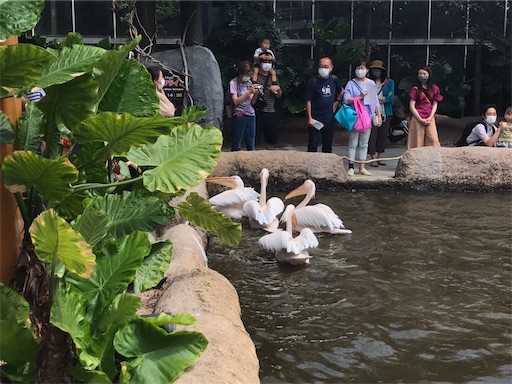 f:id:cellolife:20211024210201j:image